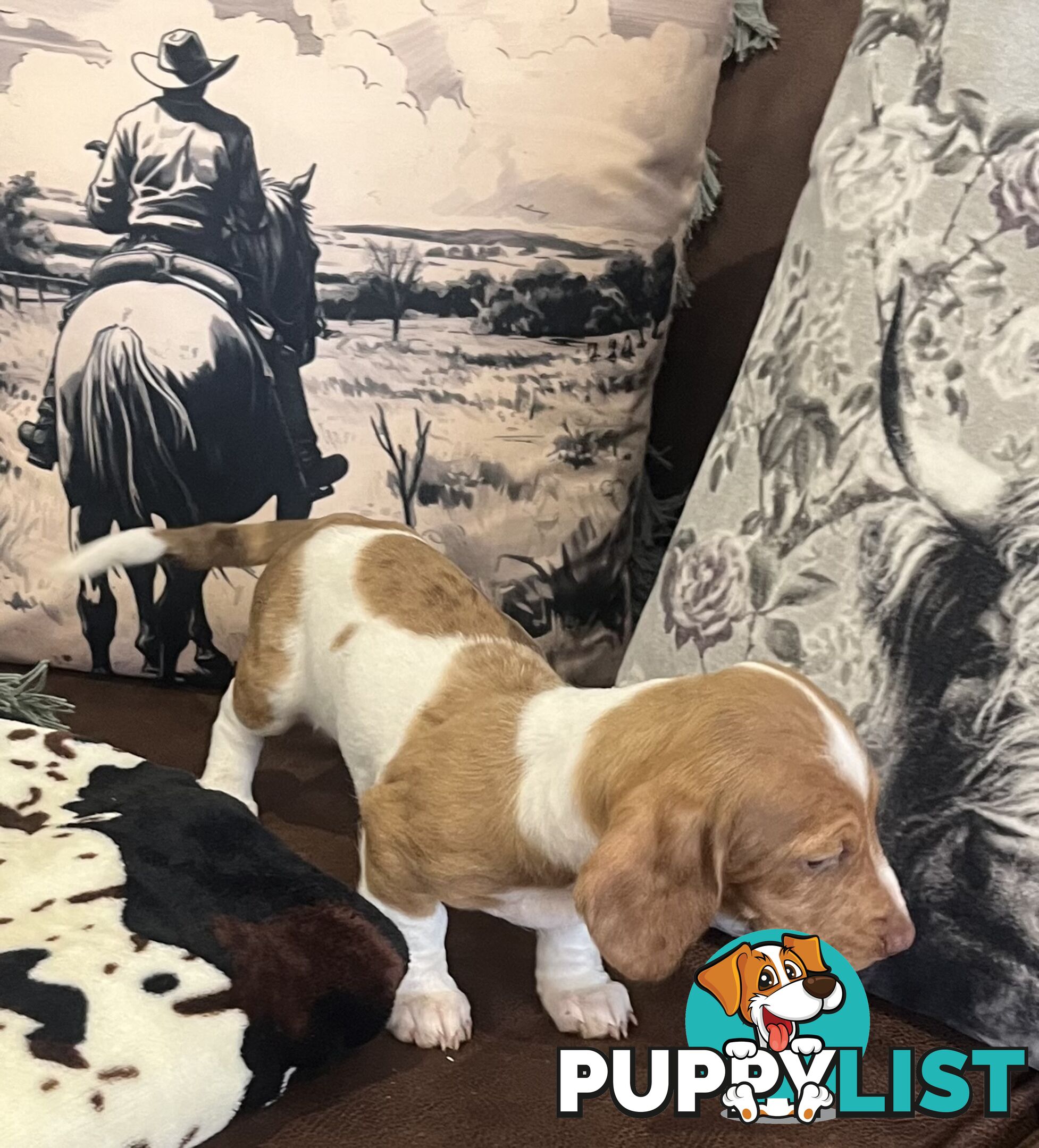 Dachshund Puppies ready for their forever homes now