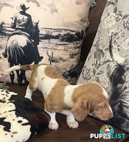 Dachshund Puppies ready for their forever homes now