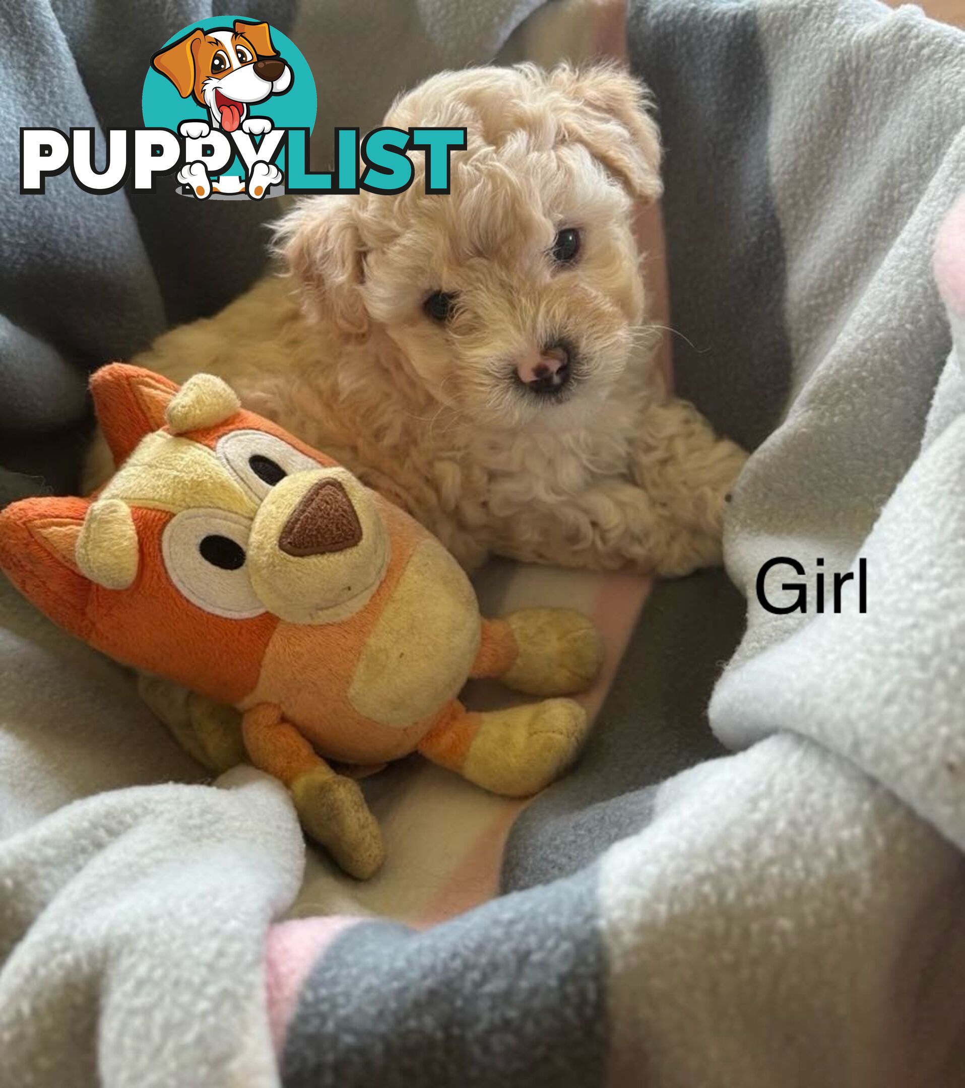 Shitzu x MaltesePuppies