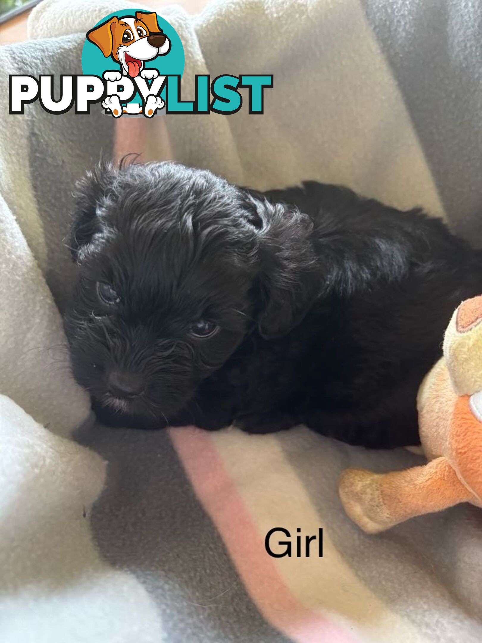 Shitzu x MaltesePuppies