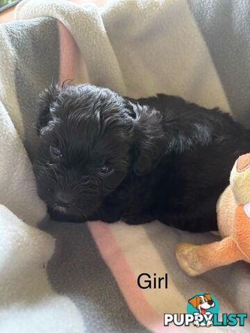 Shitzu x MaltesePuppies