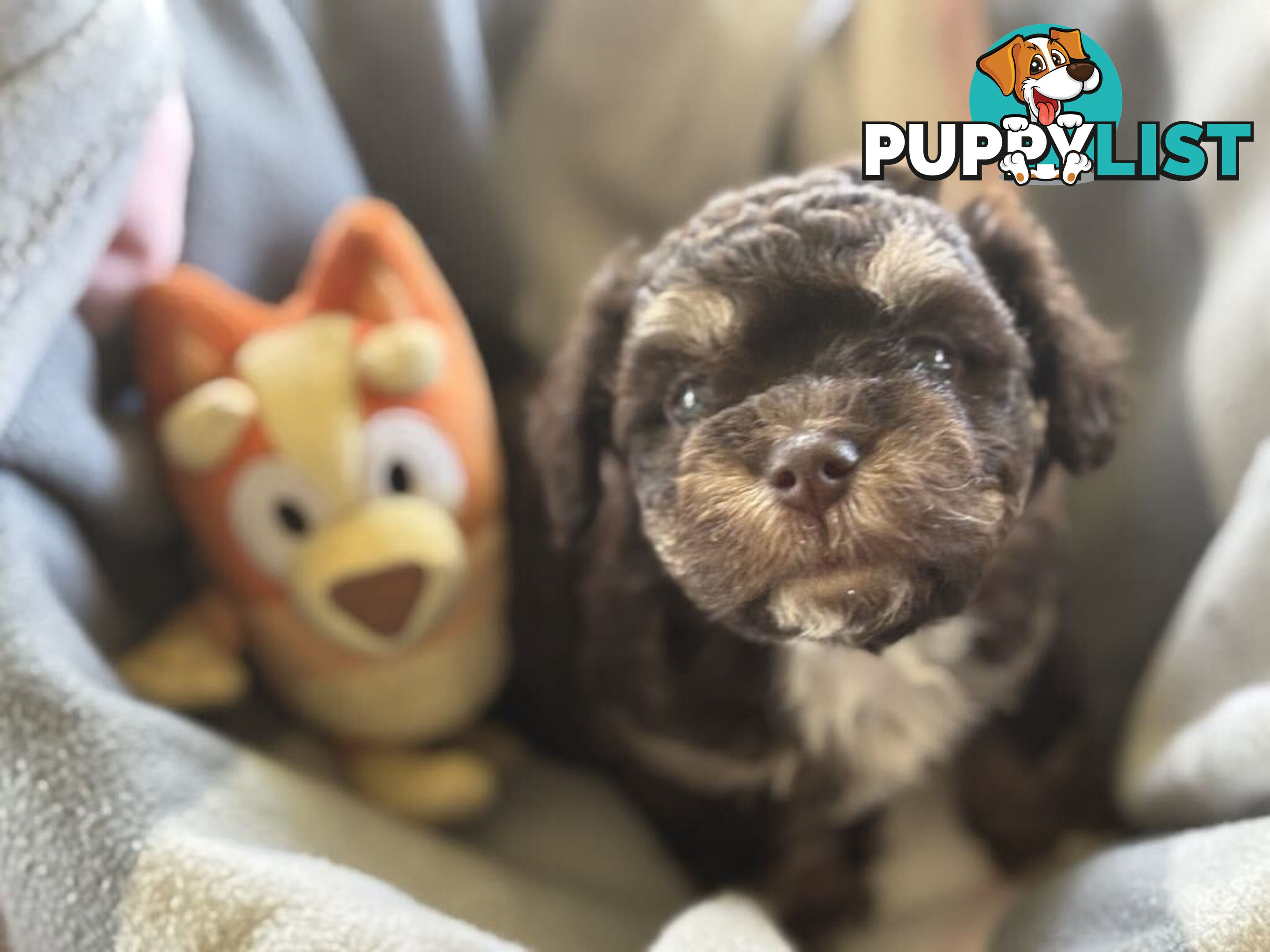 Shitzu x MaltesePuppies