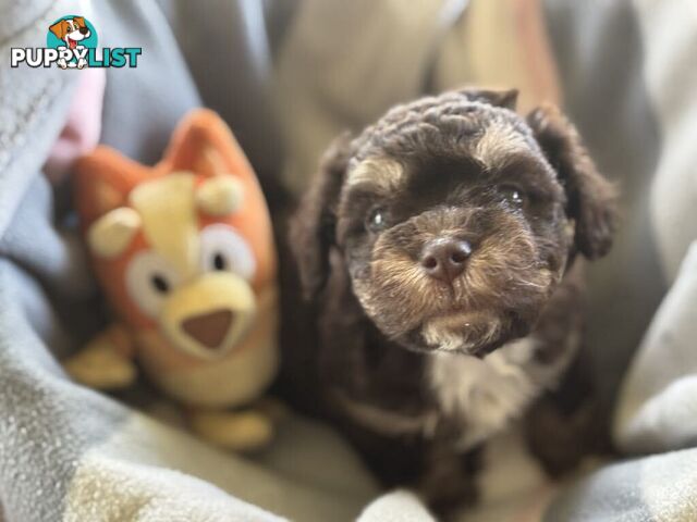 Shitzu x MaltesePuppies