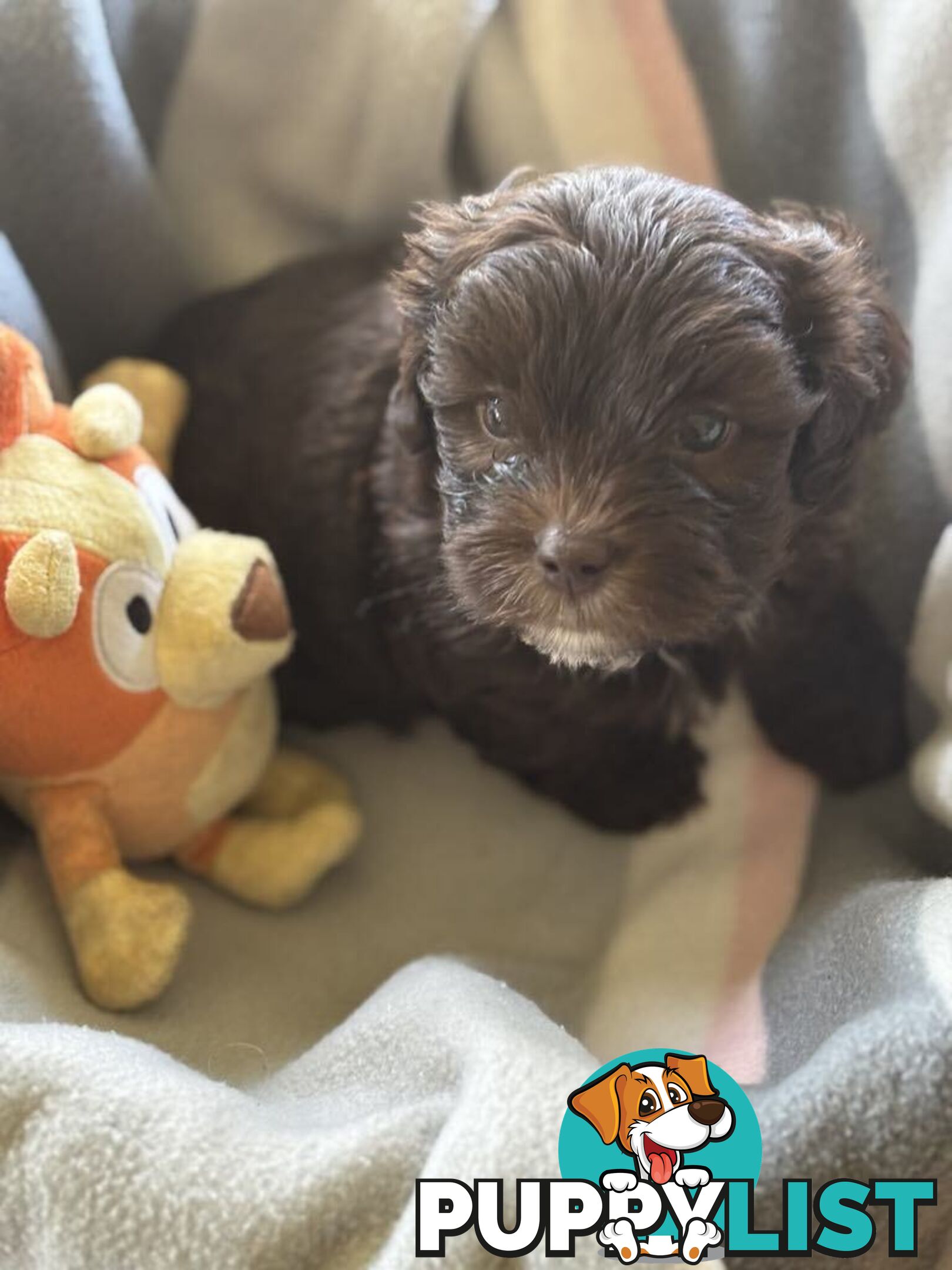 Shitzu x MaltesePuppies