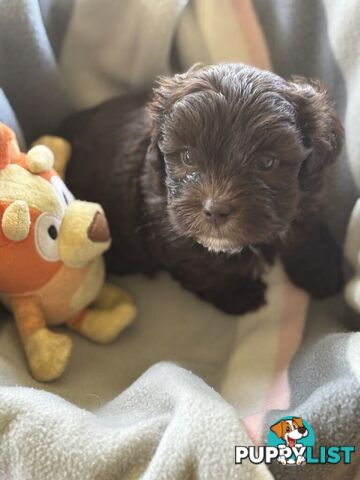 Shitzu x MaltesePuppies