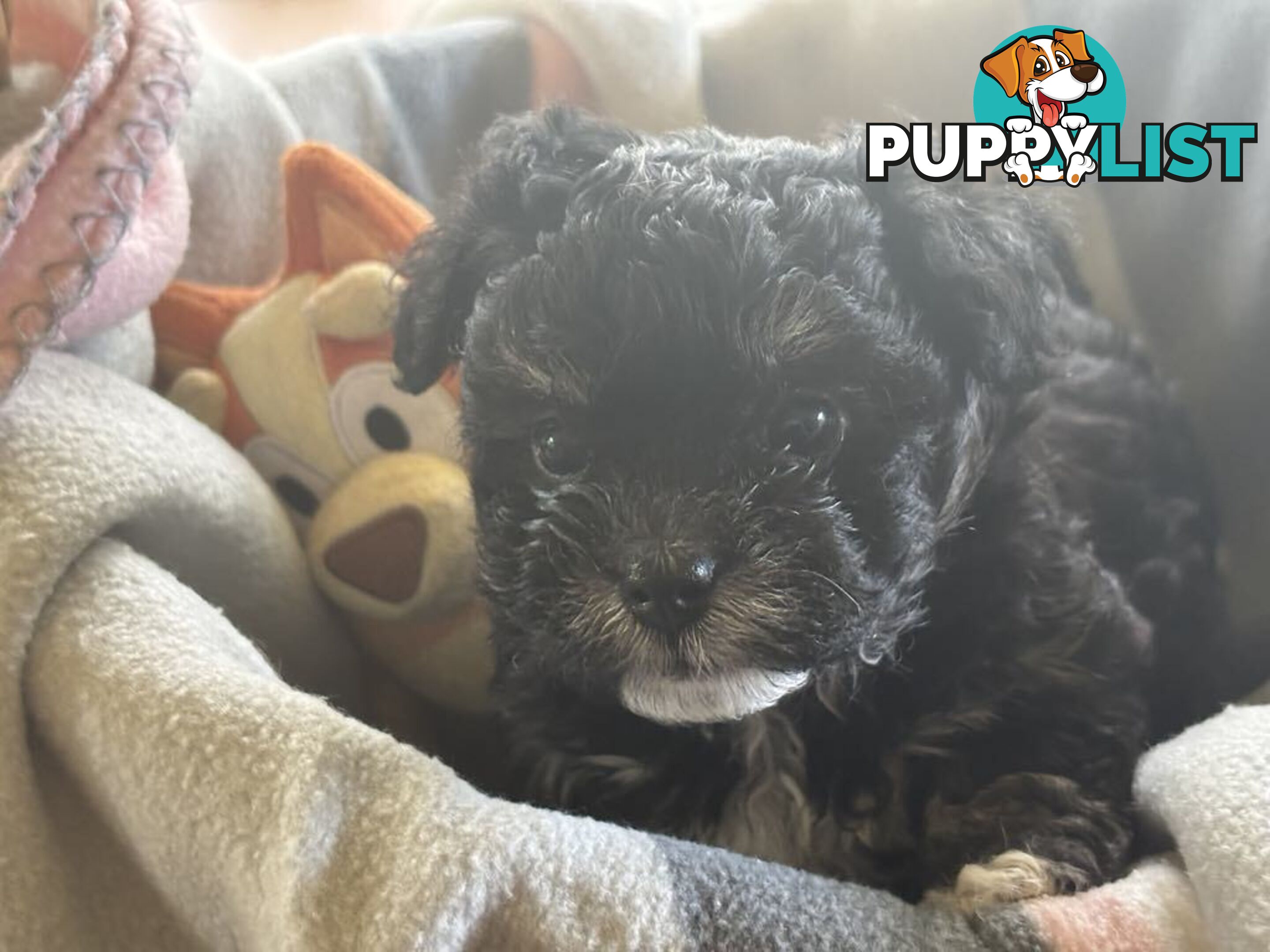 Shitzu x MaltesePuppies