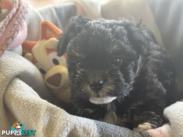 Shitzu x MaltesePuppies