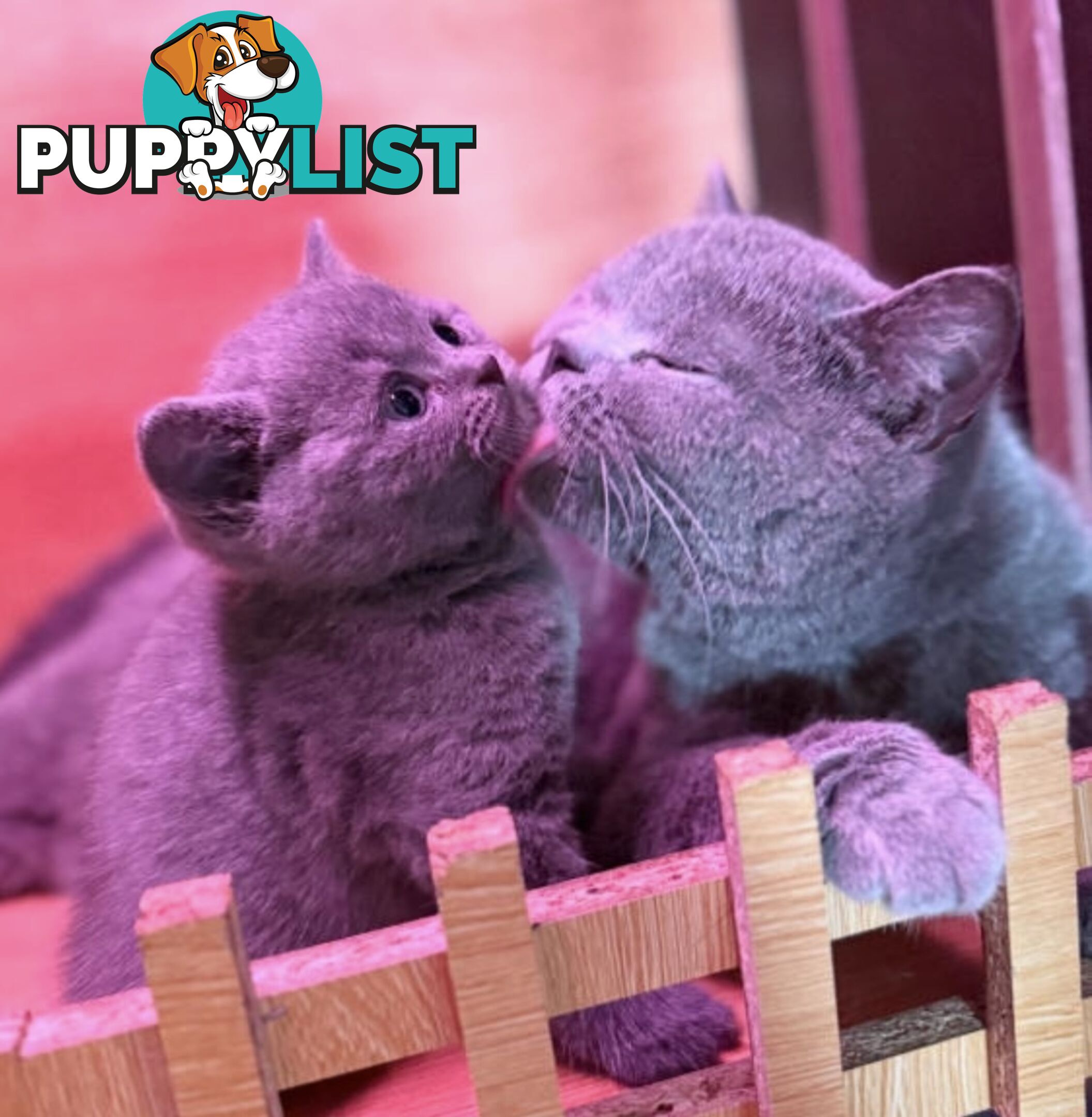 British shorthair Kittens available DELIVERED personally