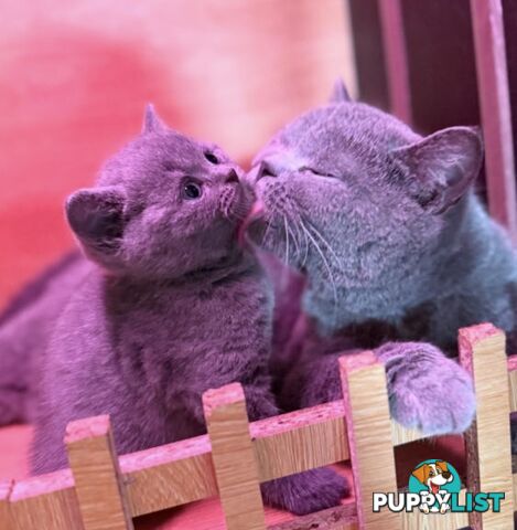 British shorthair Kittens available DELIVERED personally