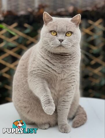 British shorthair Kittens available DELIVERED personally