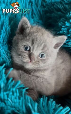 British shorthair Kittens available DELIVERED personally