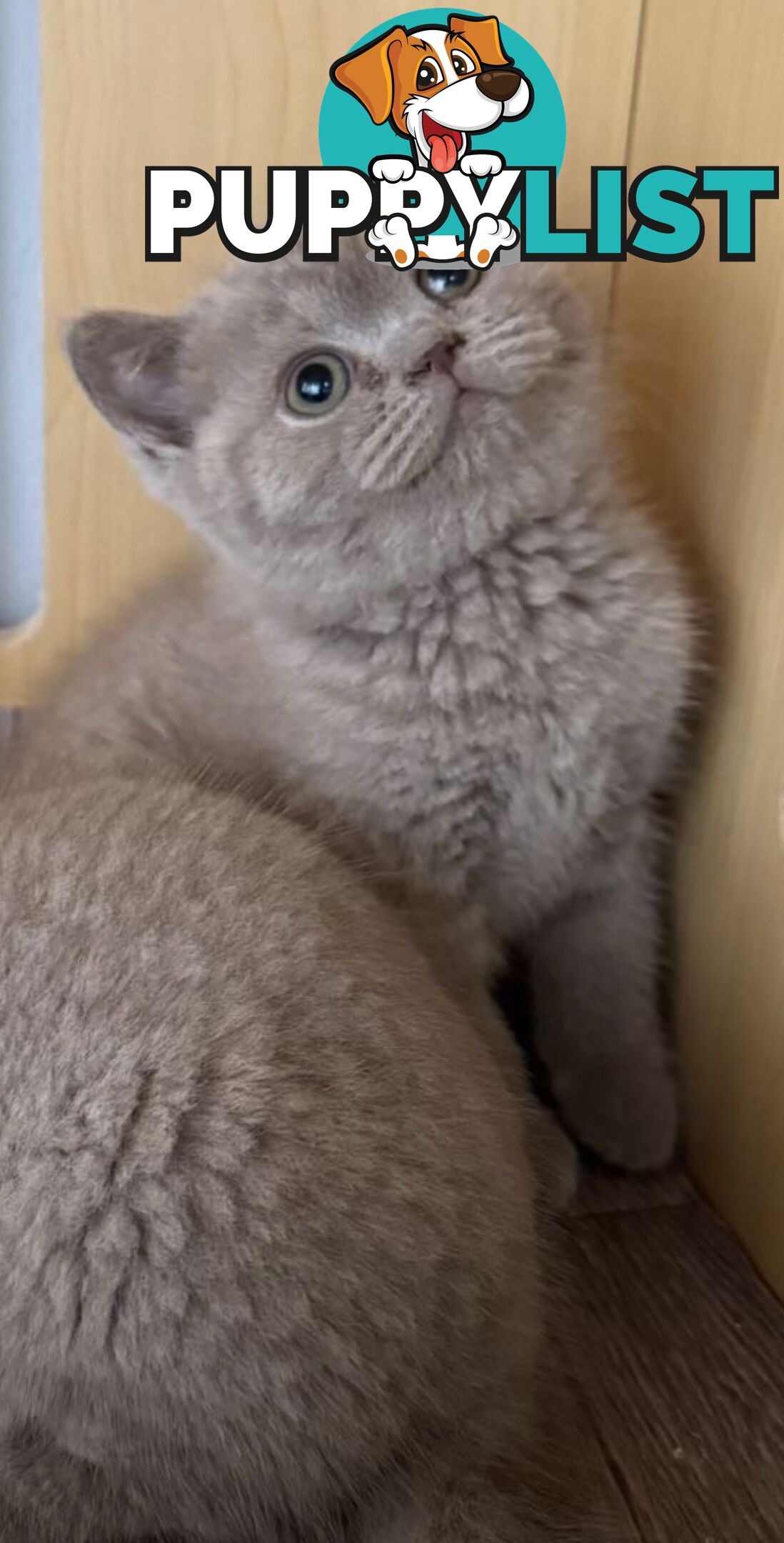 British shorthair Kittens available DELIVERED personally