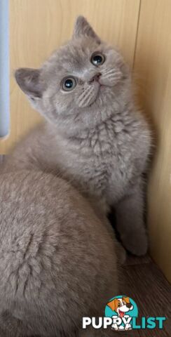 British shorthair Kittens available DELIVERED personally