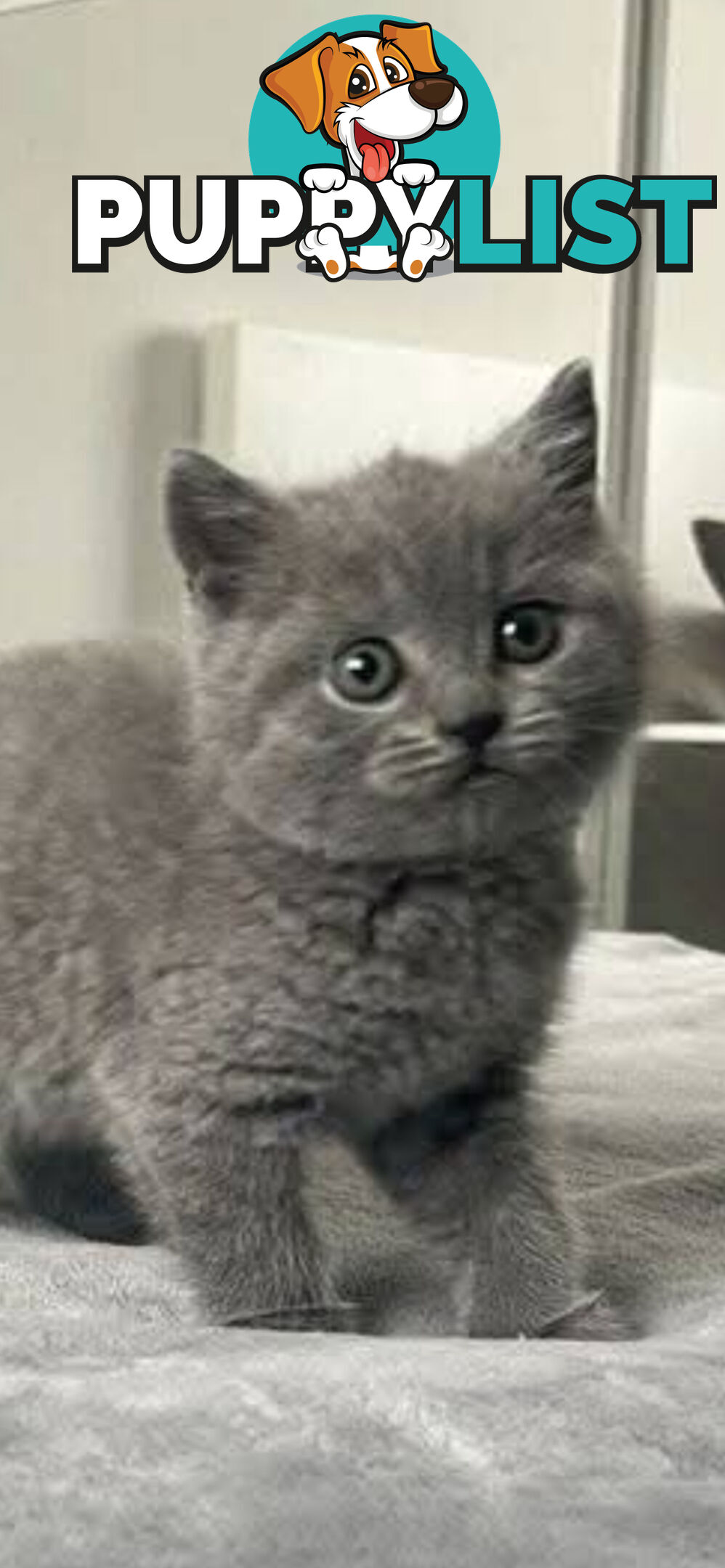 British shorthair Kittens available DELIVERED personally