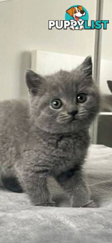 British shorthair Kittens available DELIVERED personally