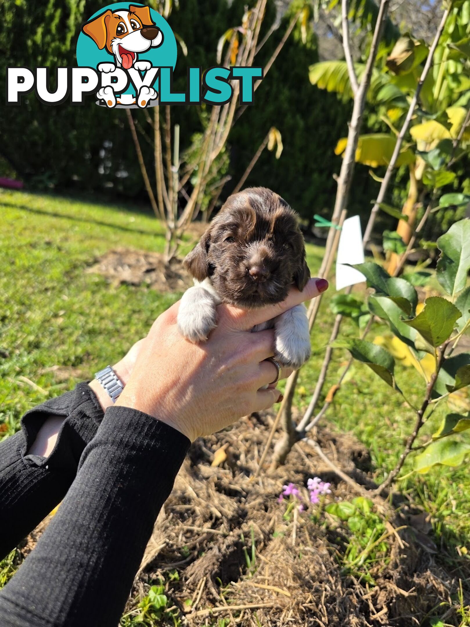 PUREBRED CHOCOLATE AND WHITE COCKER SPANIEL LITTER