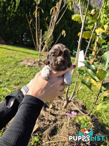 PUREBRED CHOCOLATE AND WHITE COCKER SPANIEL LITTER