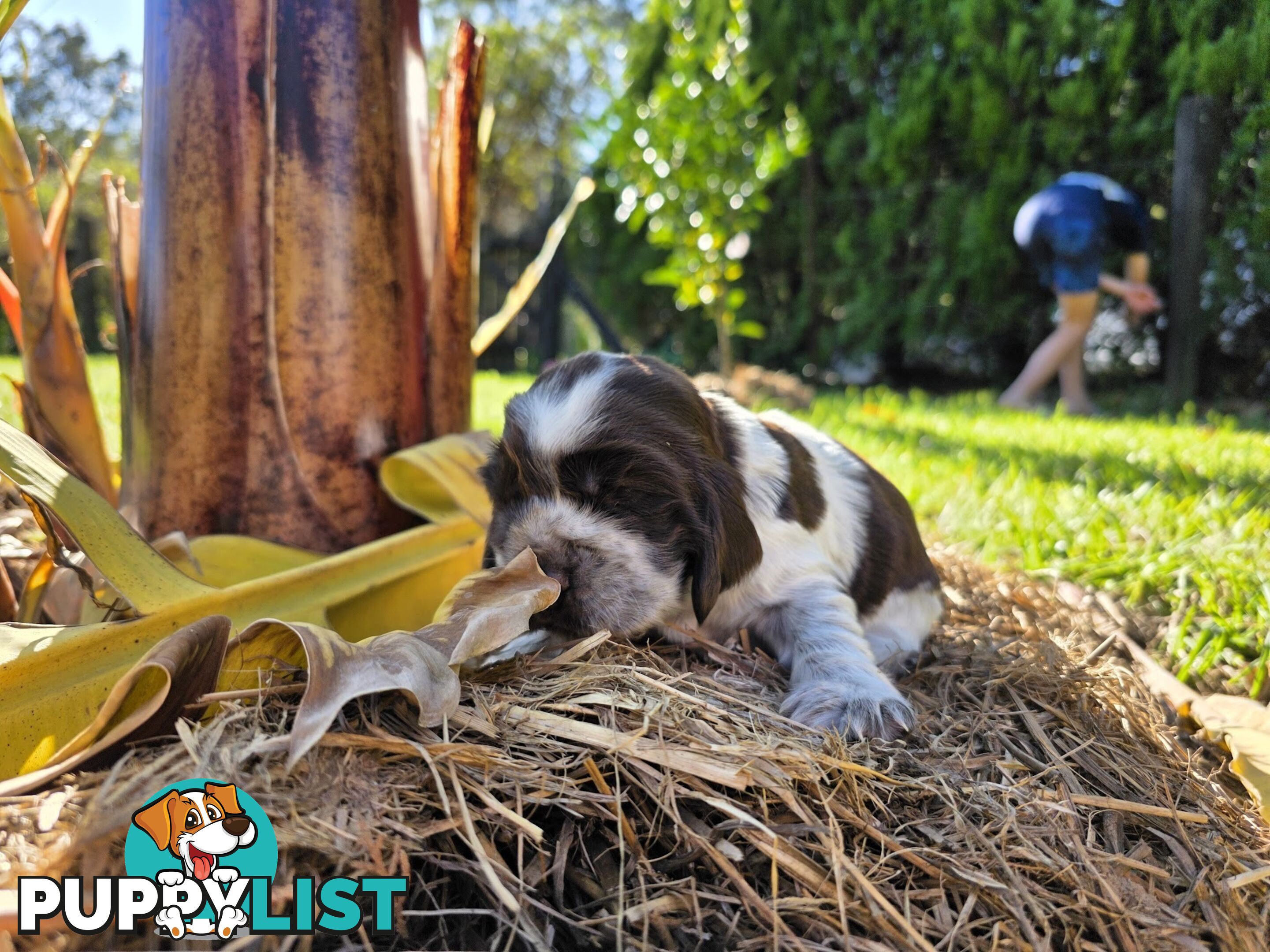 PUREBRED CHOCOLATE AND WHITE COCKER SPANIEL LITTER