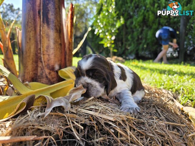 PUREBRED CHOCOLATE AND WHITE COCKER SPANIEL LITTER