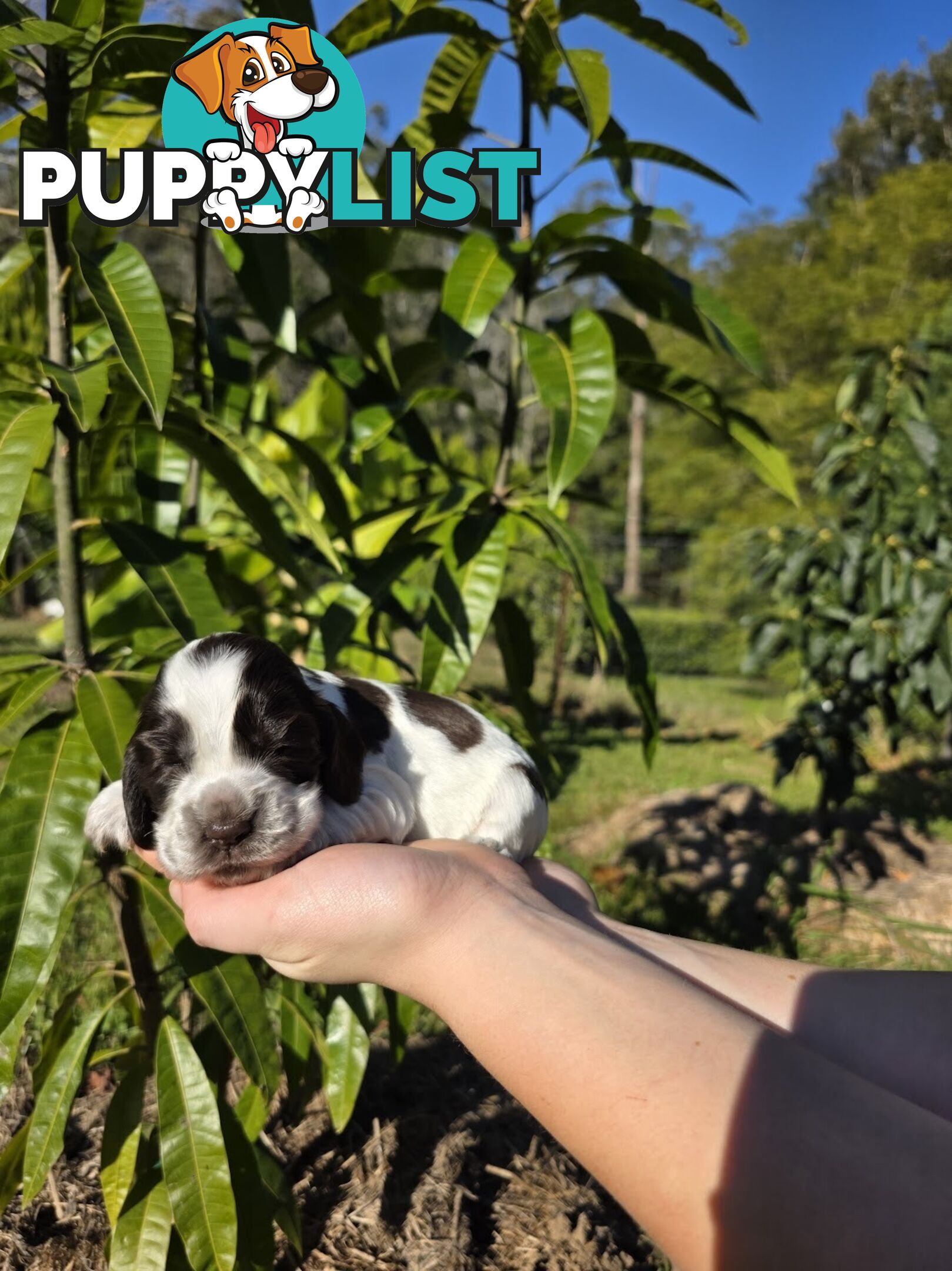 PUREBRED CHOCOLATE AND WHITE COCKER SPANIEL LITTER