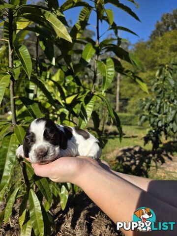 PUREBRED CHOCOLATE AND WHITE COCKER SPANIEL LITTER