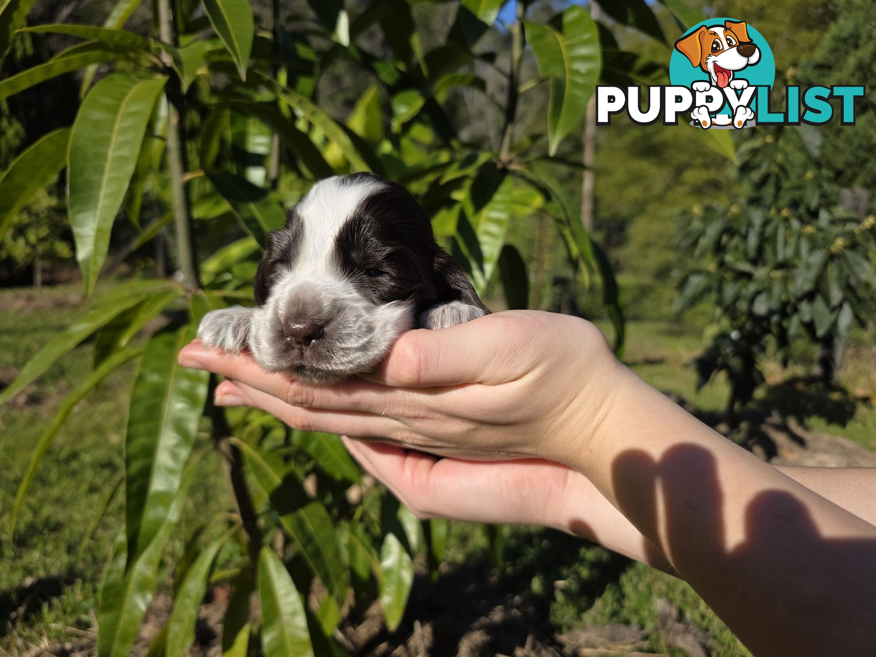 PUREBRED CHOCOLATE AND WHITE COCKER SPANIEL LITTER