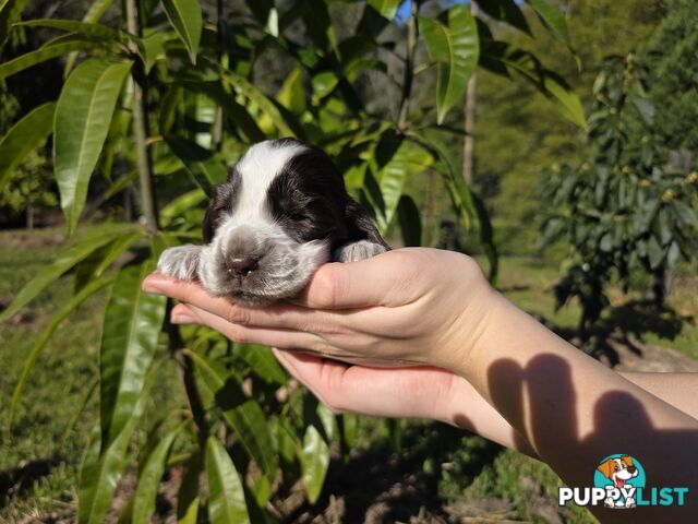 PUREBRED CHOCOLATE AND WHITE COCKER SPANIEL LITTER