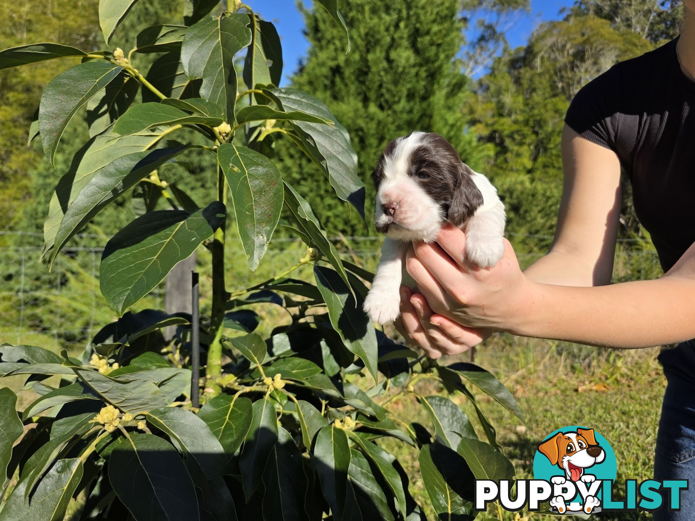 PUREBRED CHOCOLATE AND WHITE COCKER SPANIEL LITTER