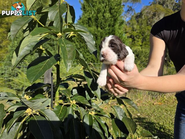 PUREBRED CHOCOLATE AND WHITE COCKER SPANIEL LITTER