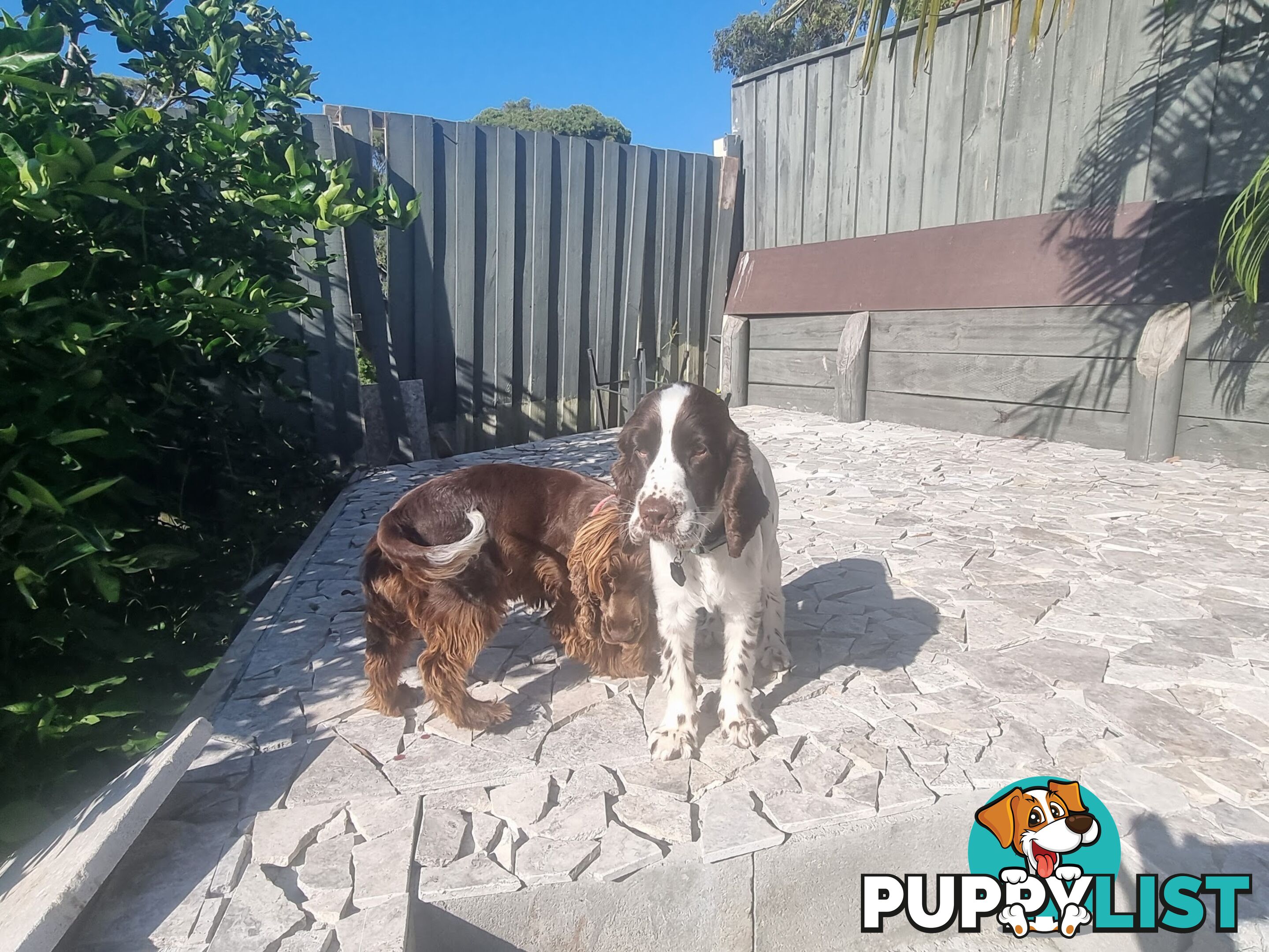 PUREBRED CHOCOLATE AND WHITE COCKER SPANIEL LITTER