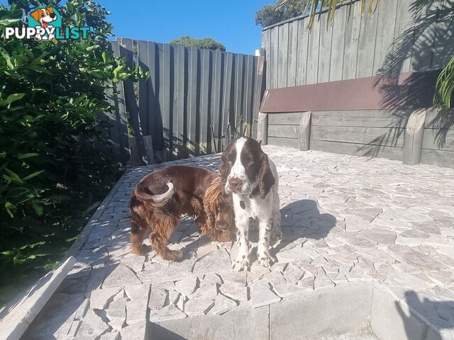 PUREBRED CHOCOLATE AND WHITE COCKER SPANIEL LITTER
