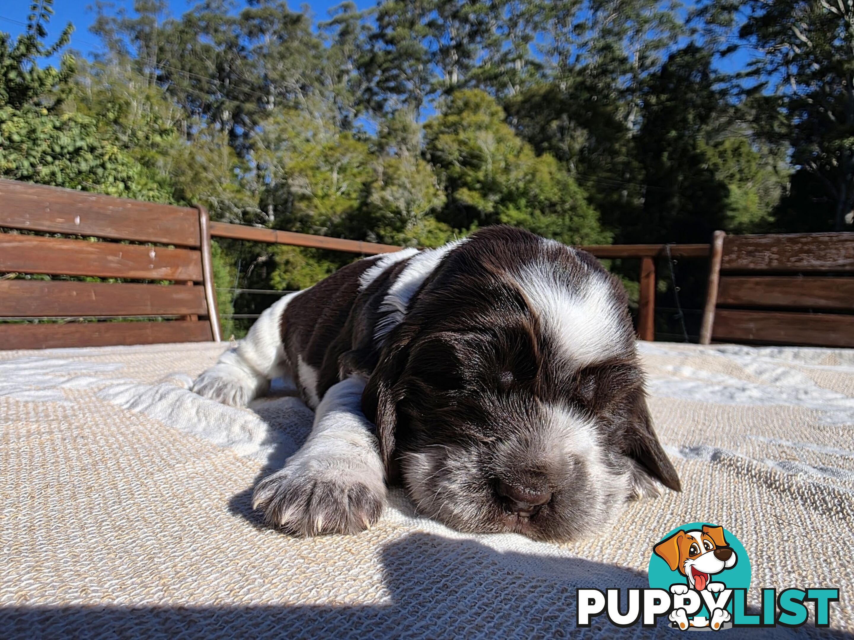 PUREBRED CHOCOLATE AND WHITE COCKER SPANIEL LITTER