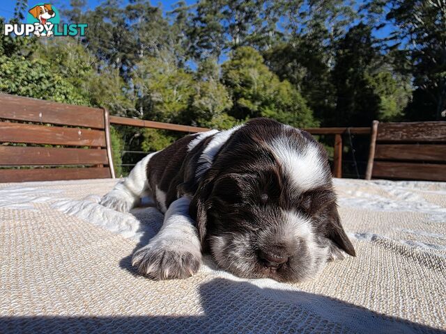 PUREBRED CHOCOLATE AND WHITE COCKER SPANIEL LITTER