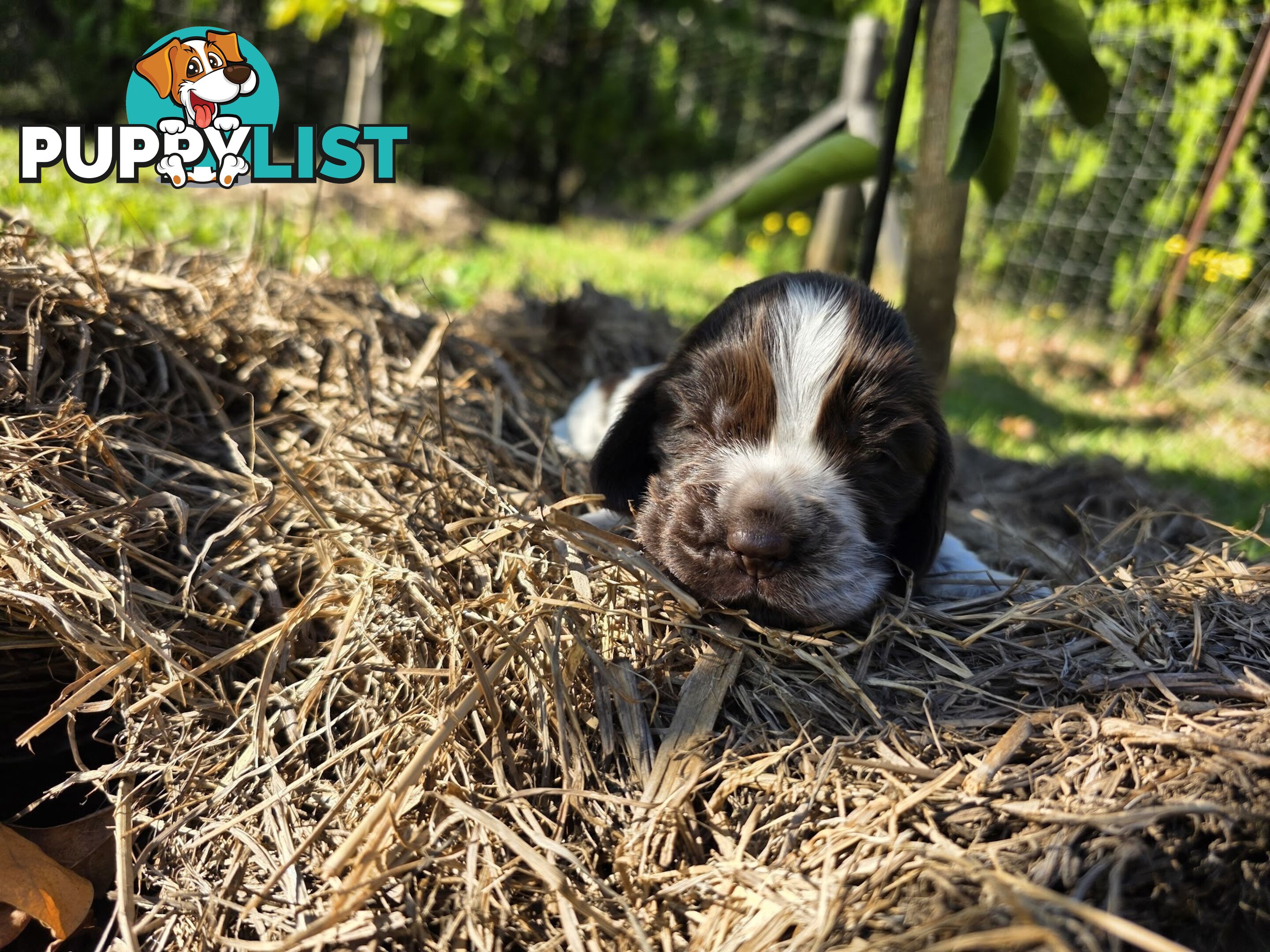 PUREBRED CHOCOLATE AND WHITE COCKER SPANIEL LITTER