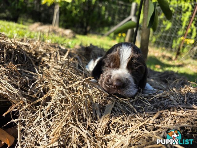 PUREBRED CHOCOLATE AND WHITE COCKER SPANIEL LITTER