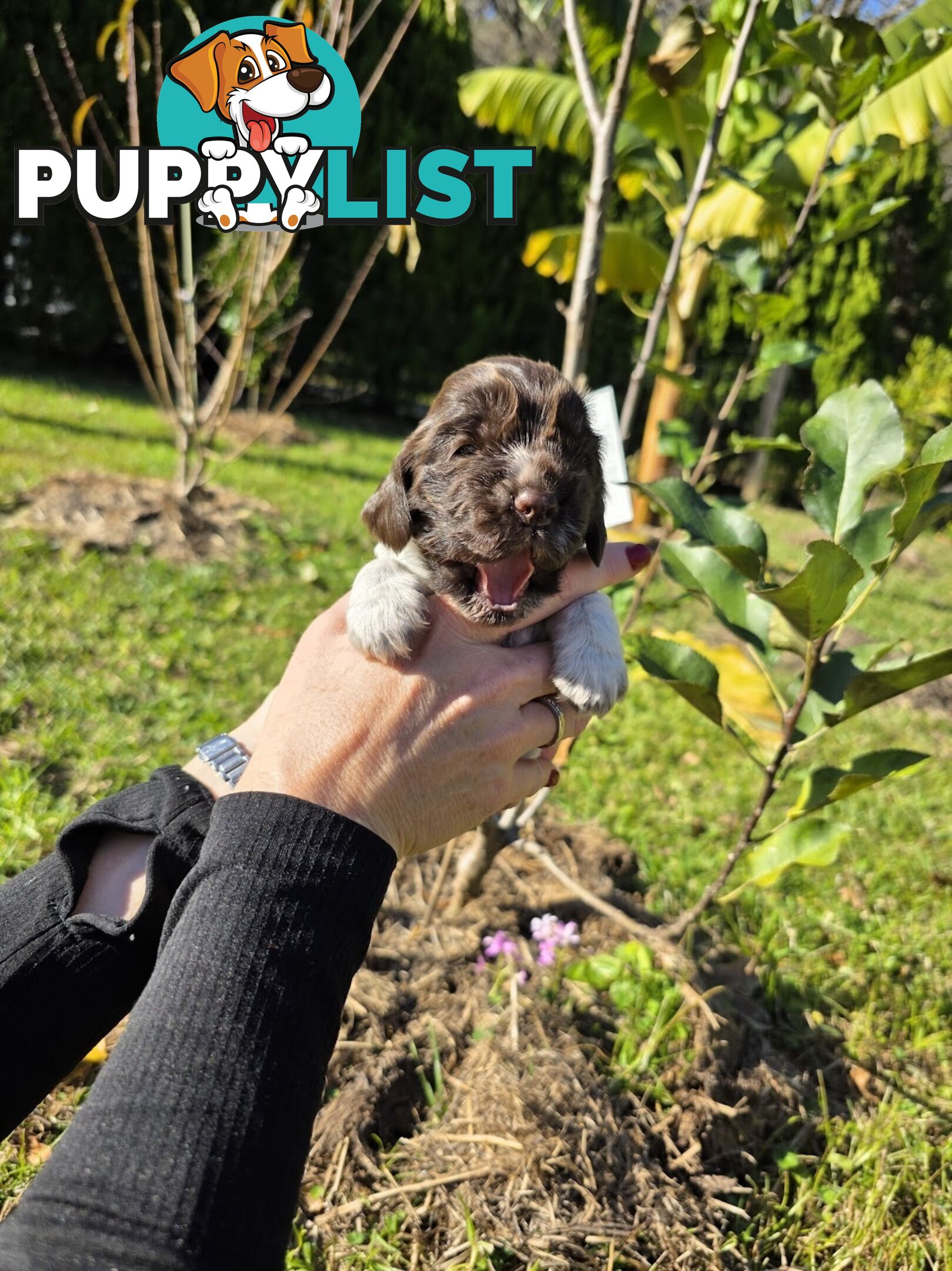 PUREBRED CHOCOLATE AND WHITE COCKER SPANIEL LITTER