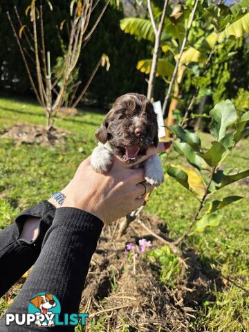 PUREBRED CHOCOLATE AND WHITE COCKER SPANIEL LITTER