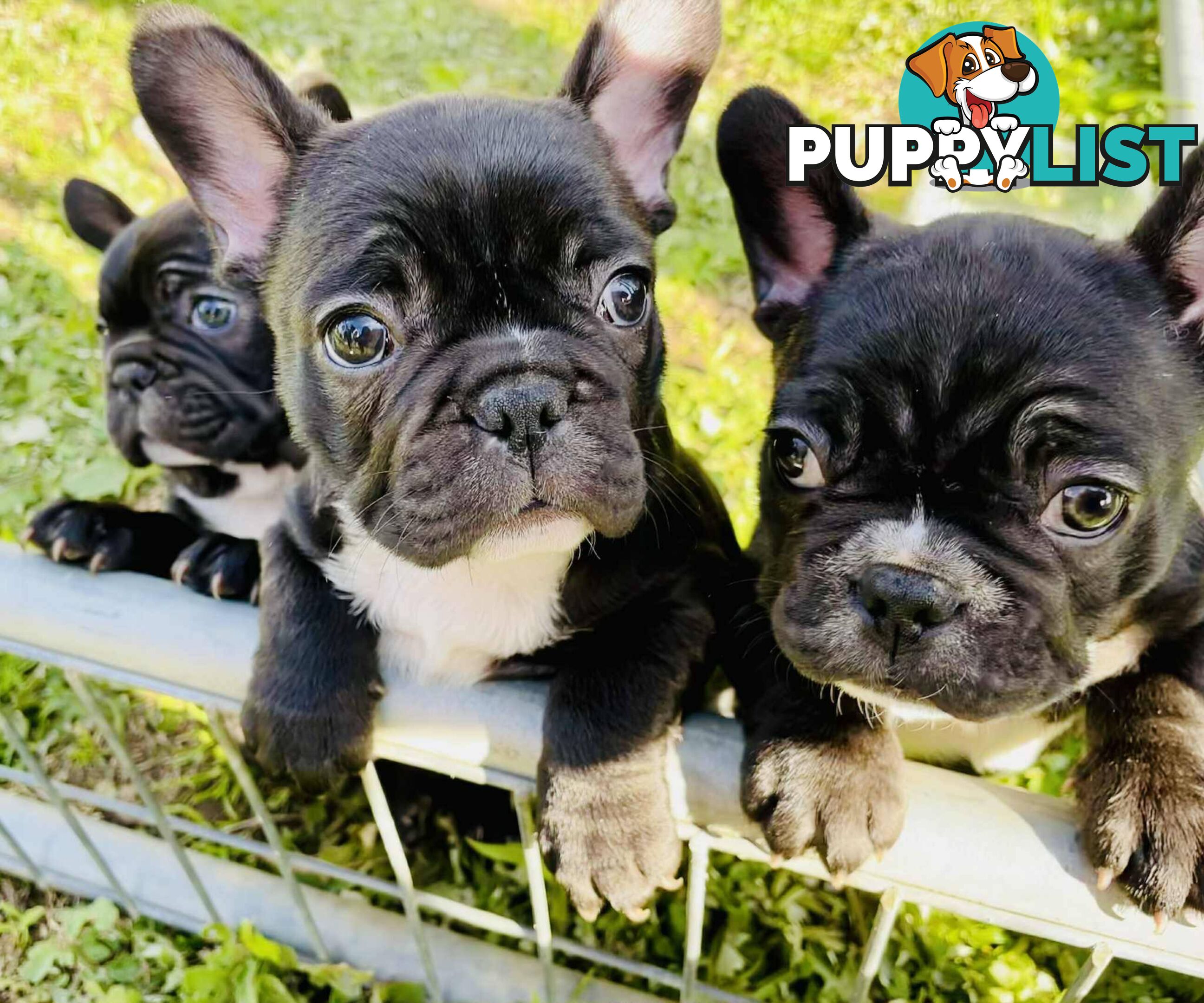 Pure breed French Bulldog