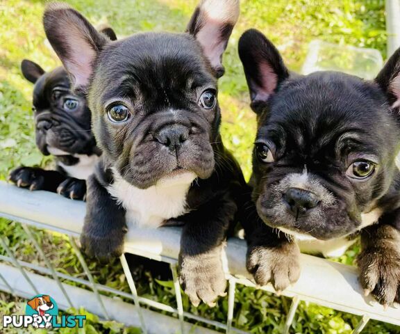 Pure breed French Bulldog