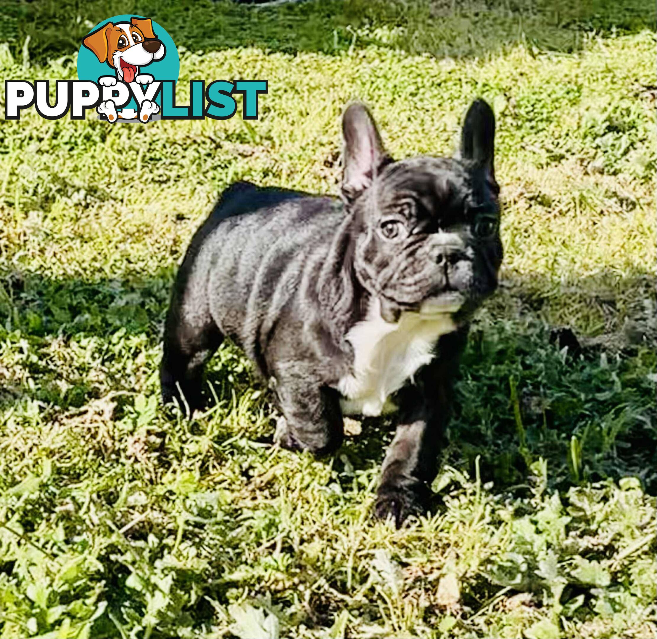 Pure breed French Bulldog