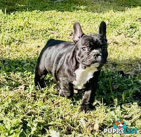 Pure breed French Bulldog