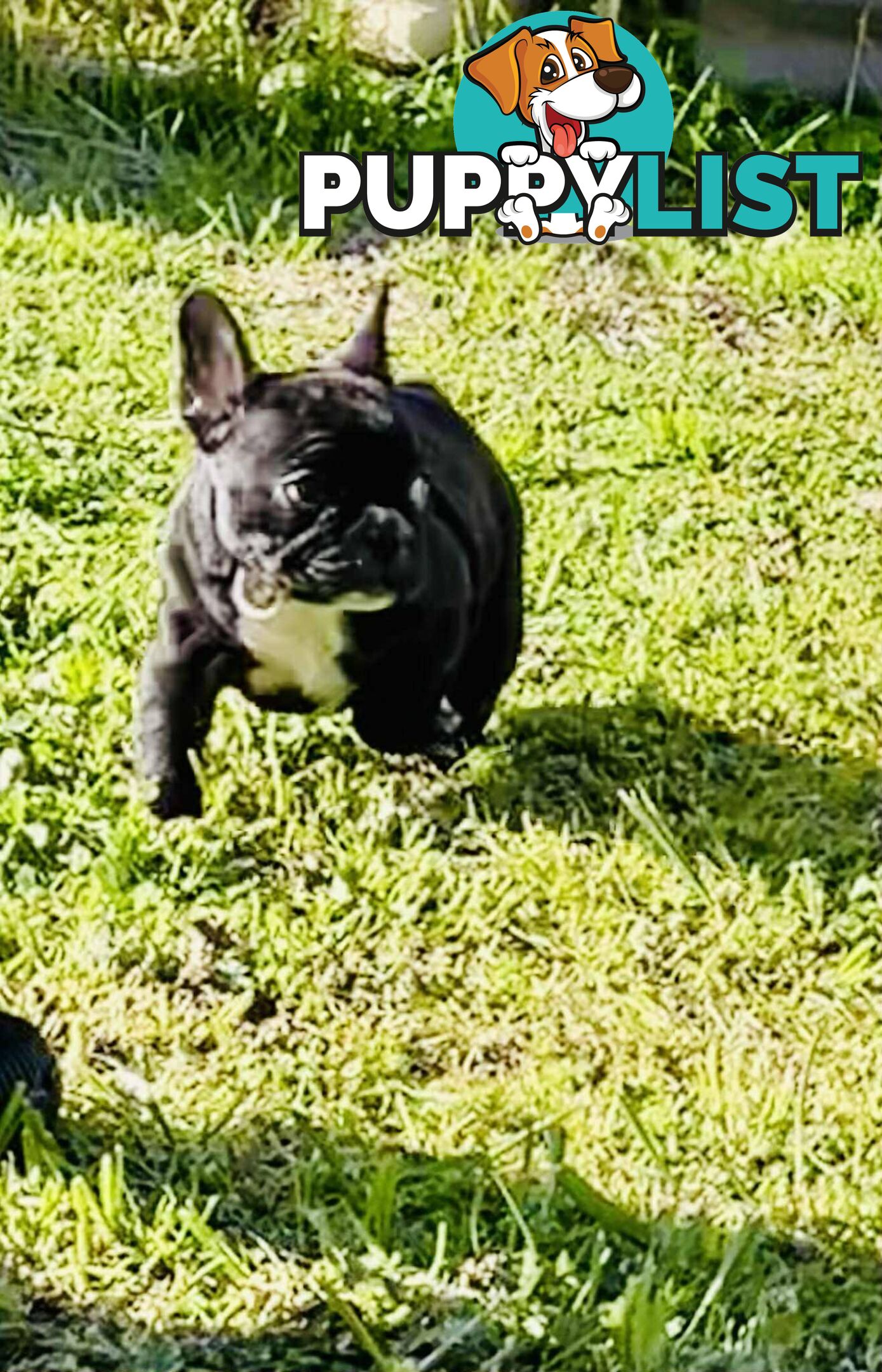 Pure breed French Bulldog