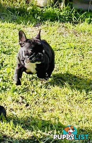 Pure breed French Bulldog