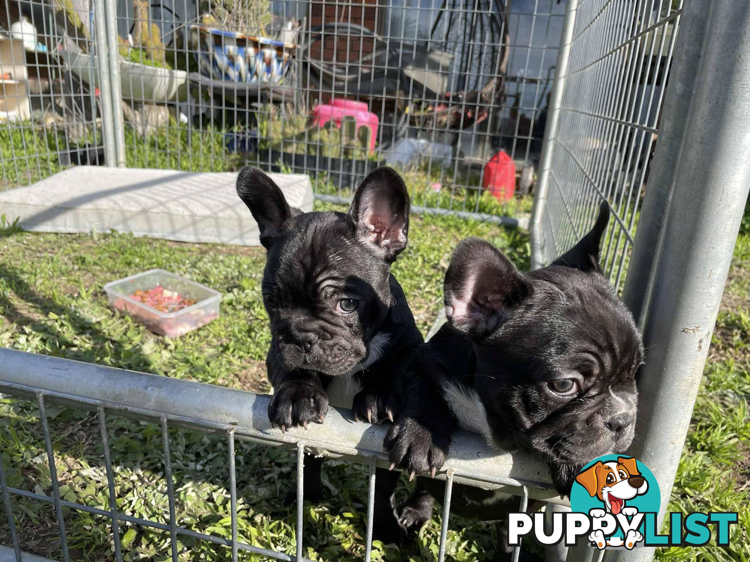 Pure breed French Bulldog