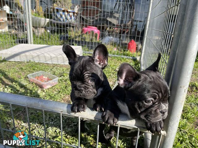 Pure breed French Bulldog