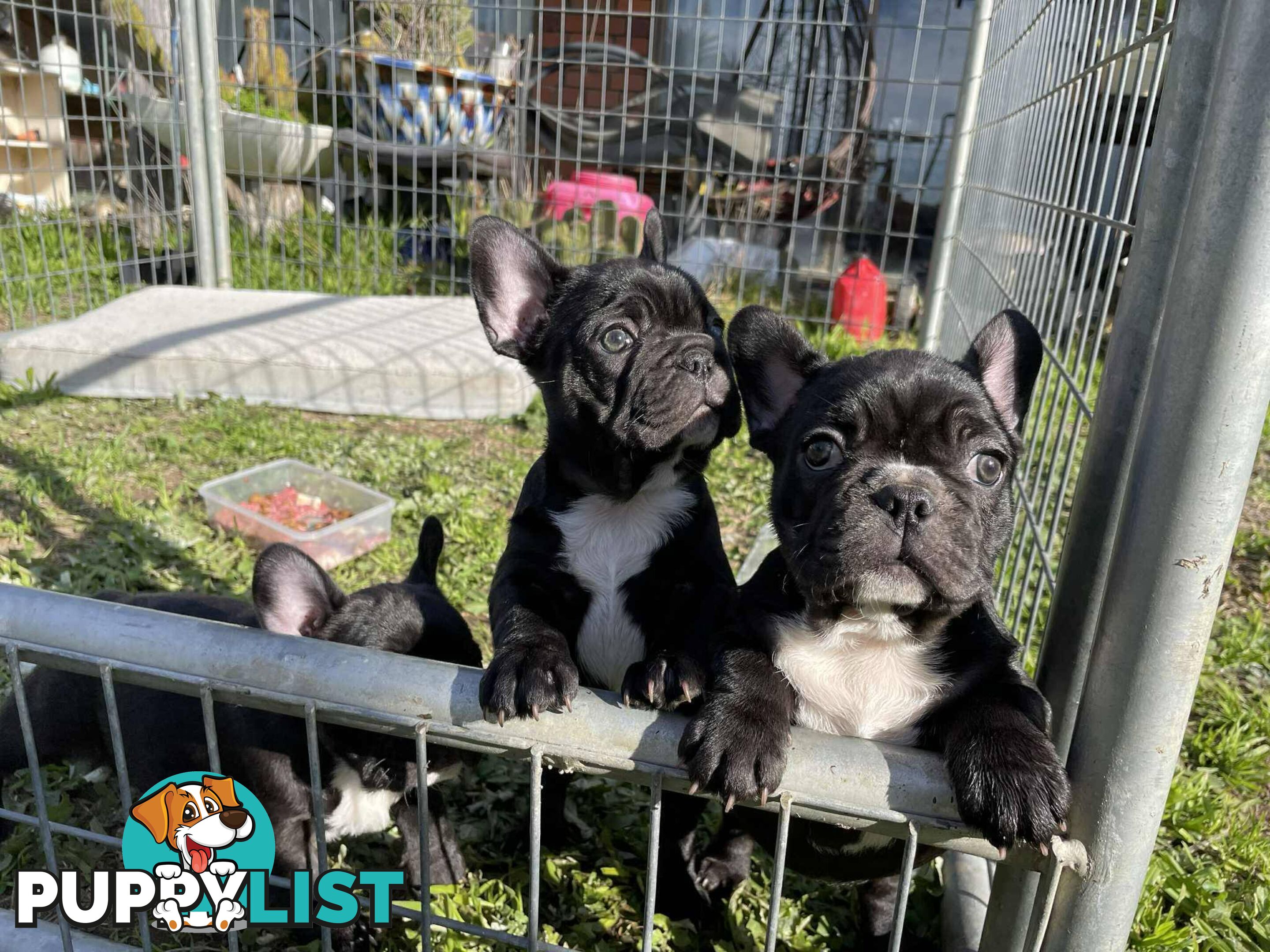 Pure breed French Bulldog