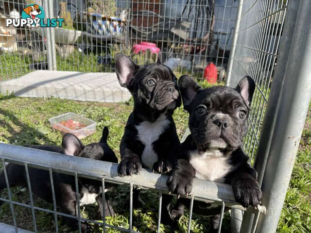 Pure breed French Bulldog