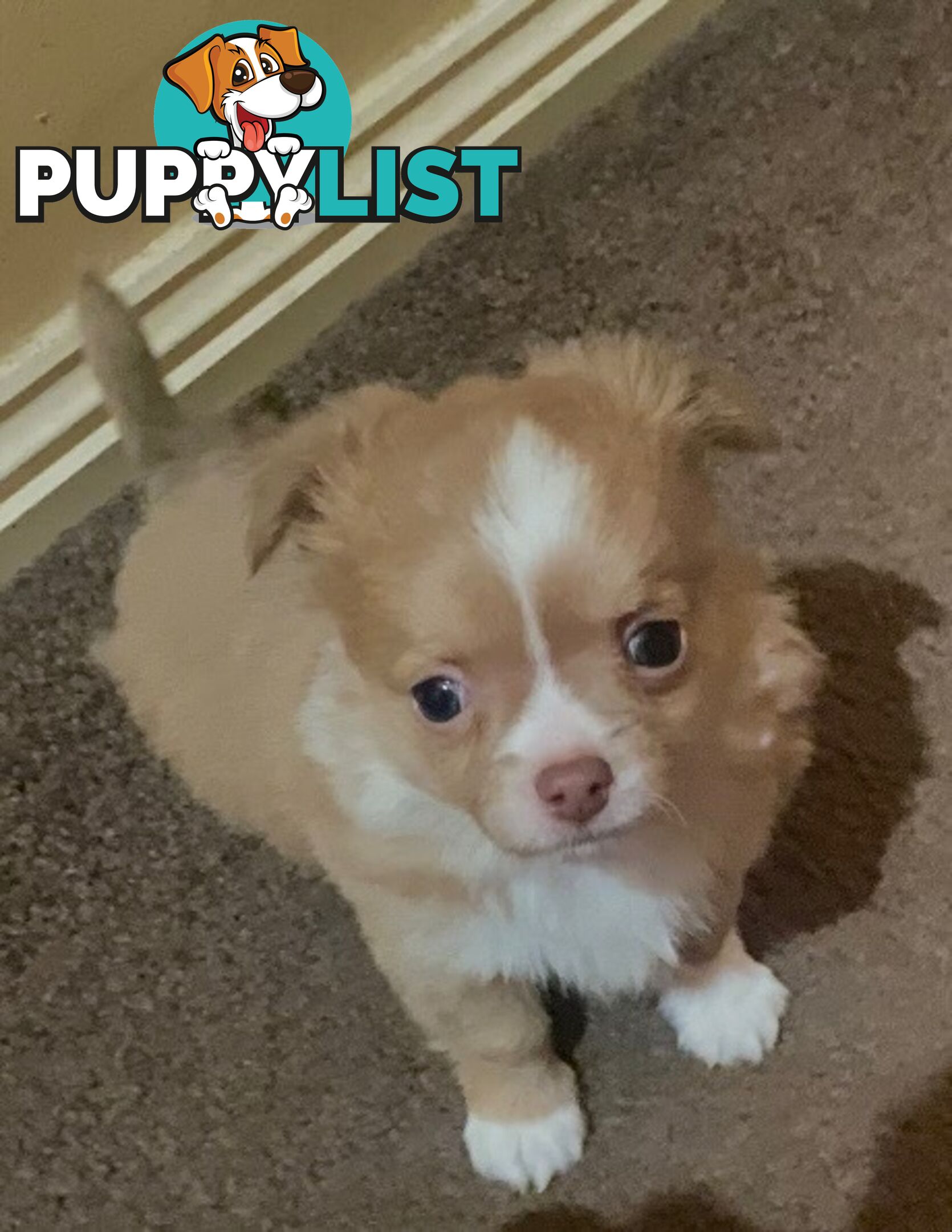 Long coat chihuahuas - males only