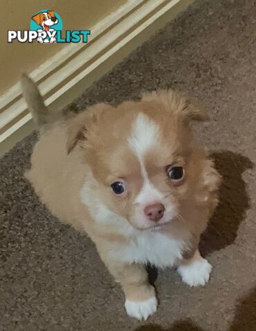 Long coat chihuahuas - males only