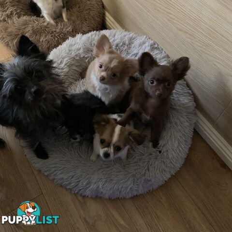 Long coat chihuahuas - males only